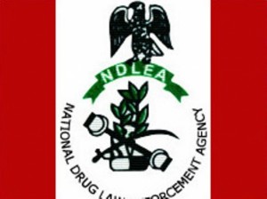 NDLEA burns over three tonnes of cannabis in Edo forests