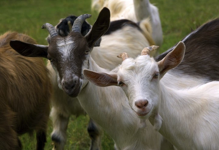 Eating goat meat boosts sperm count – Professor