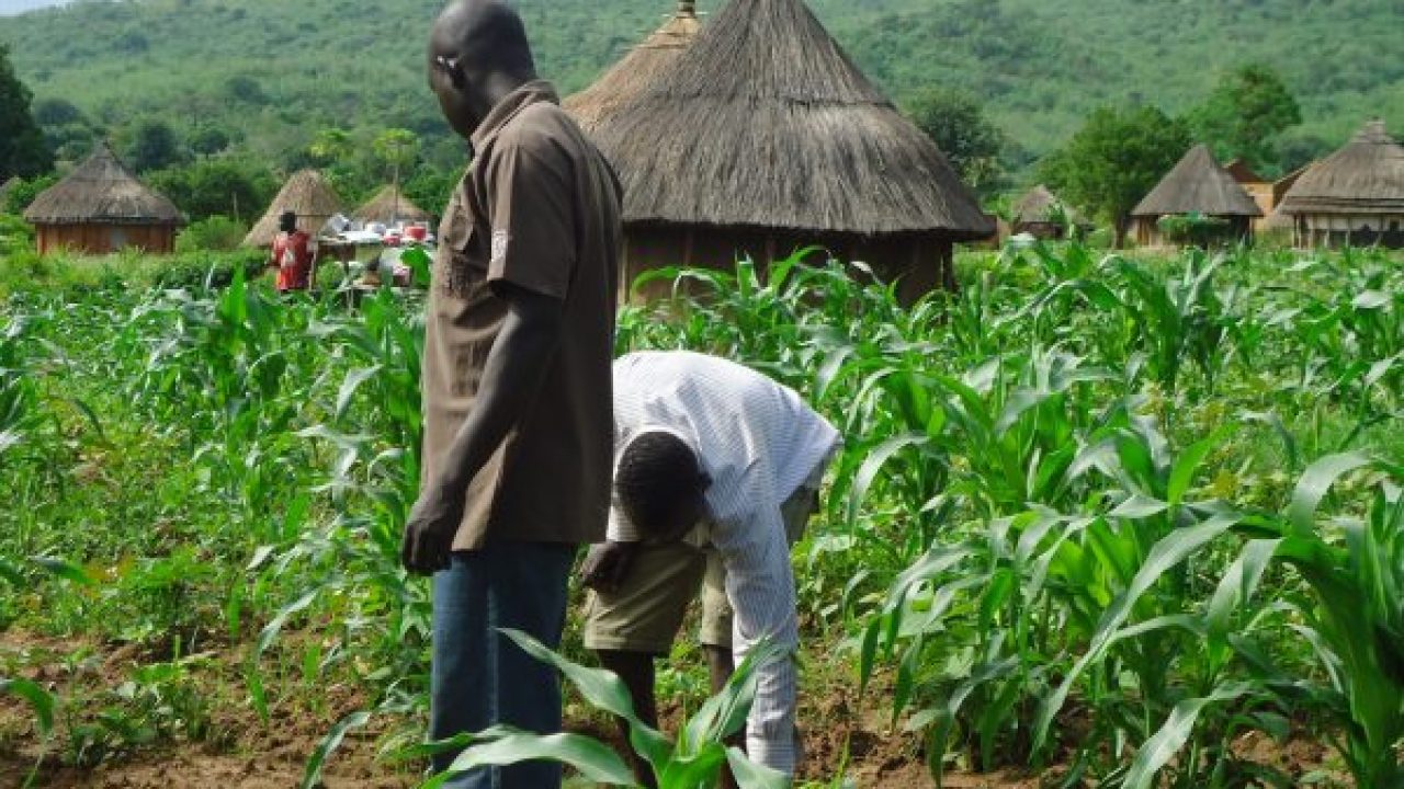 Image result for Nigerian Farmers