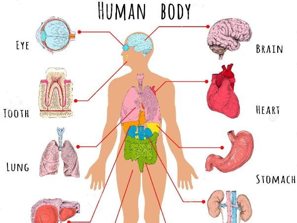 Human Parts Human Body 