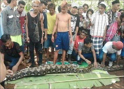 Video As 23 Feet Python Swallows Mother Of Two