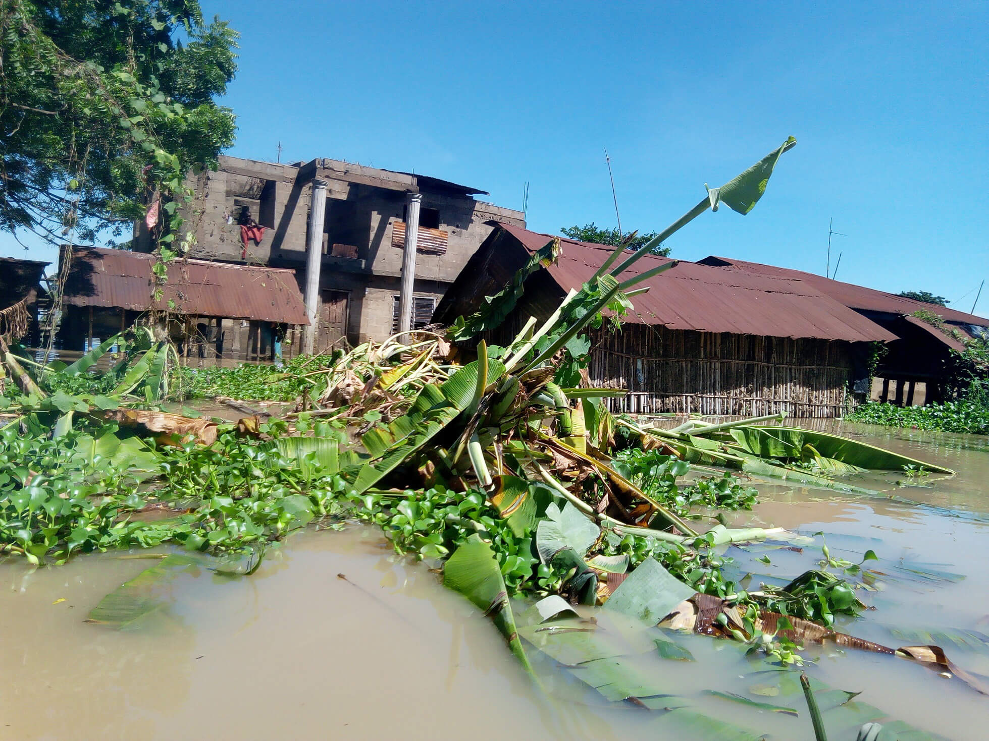 Image result for Flood destroys 280 hectares of rice farms in Edo â€“ RIFAN Chairman