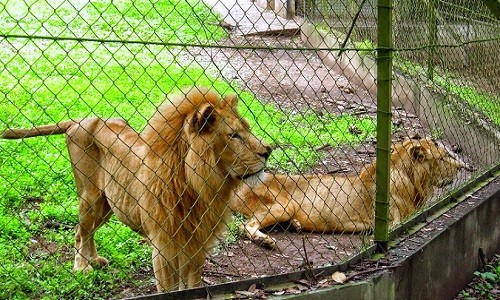 New Year: National Children Park, Zoo beg FG for more animals, facilities -