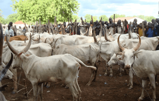 https://theeagleonline.com.ng/wp-content/uploads/2020/09/price-of-cow-in-nigeria.png