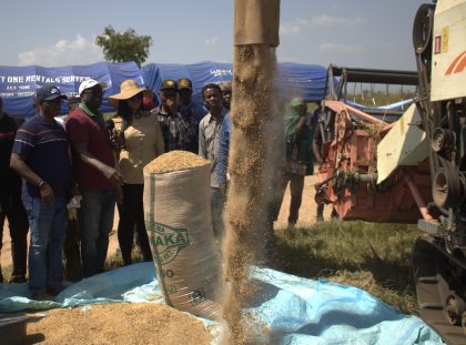 NDDC harvests rice in Edo, boosts food security